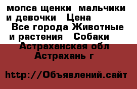 мопса щенки -мальчики и девочки › Цена ­ 25 000 - Все города Животные и растения » Собаки   . Астраханская обл.,Астрахань г.